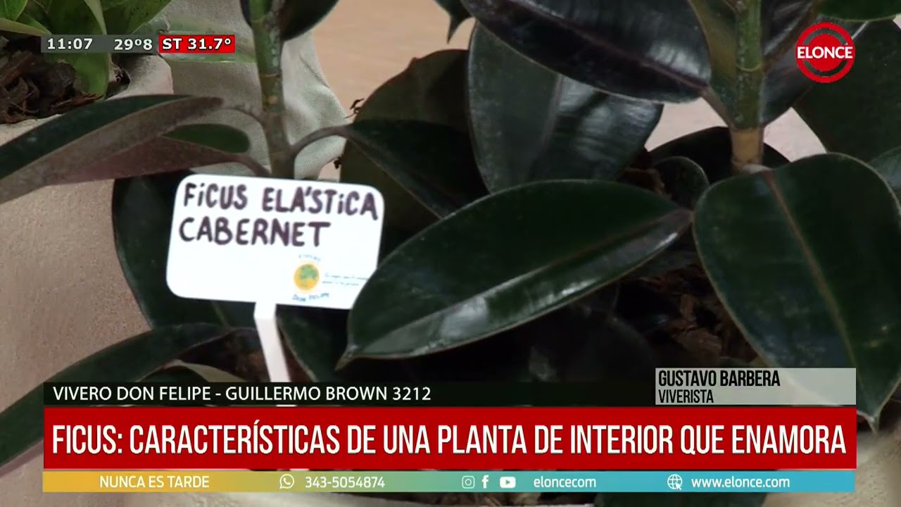 Una planta de interior que enamora: caracter&iacute;sticas del ficus - Gustavo Barbera 05/02/26
