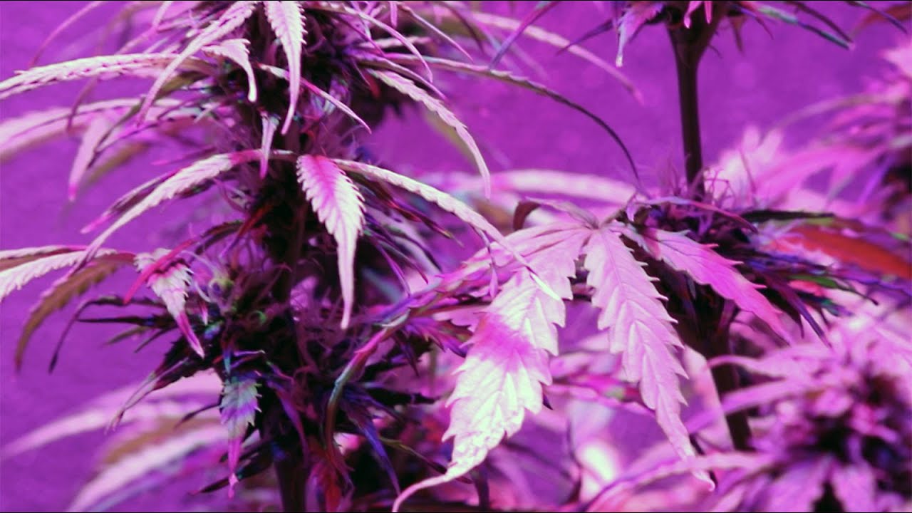 Legal Pot Under Siege in Amsterdam