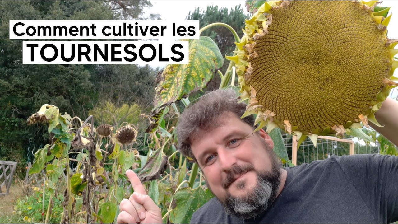 🌻 Comment cultiver les TOURNESOLS 🌻