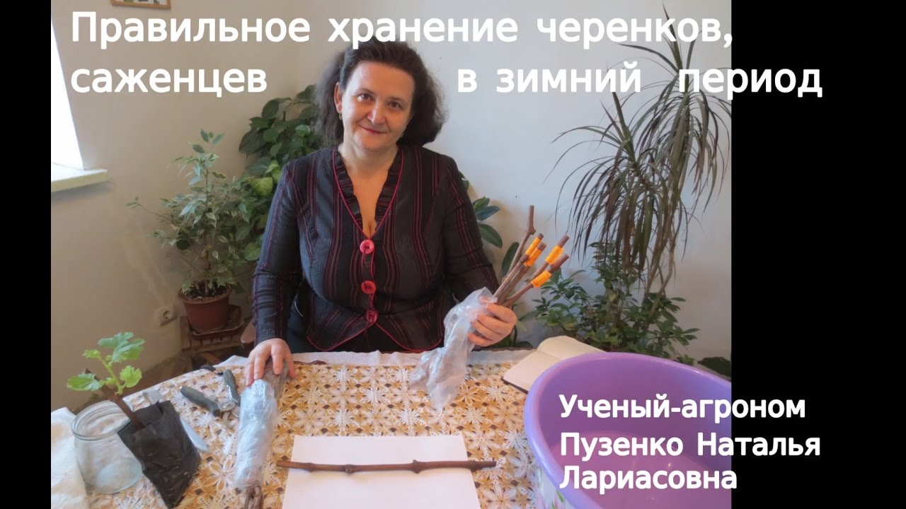 Как сохранить  виноградные черенки до весны? Хранение черенков и саженцев зимой- рекомендации.