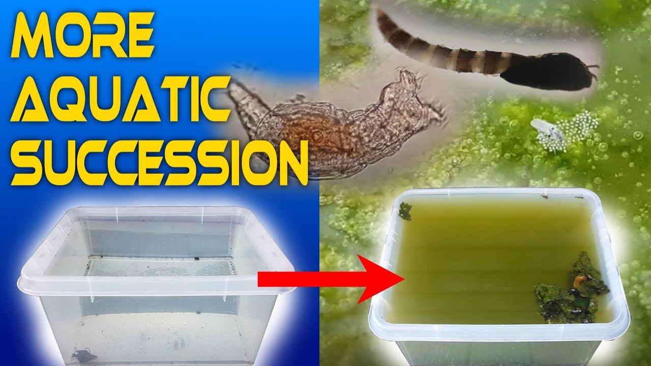 MORE Aquatic Ecological Succession - This Happens When Leaving Water Outside for 4.5 months