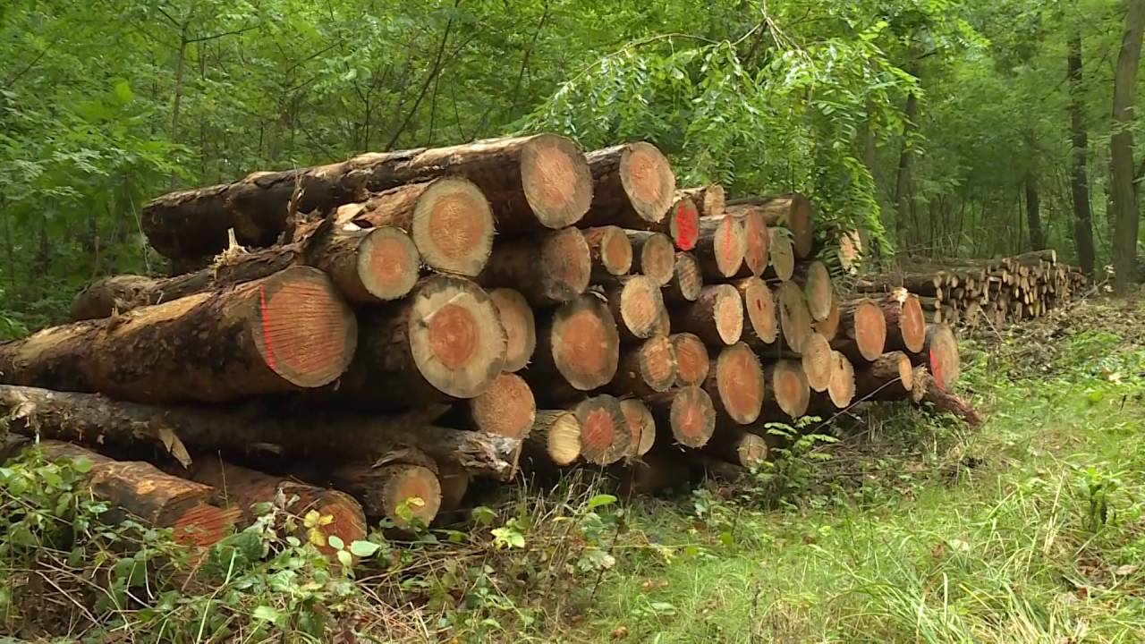 LEGNICA. Wielki brat widzi nawet w lesie. Niestety, głównie - złodziei