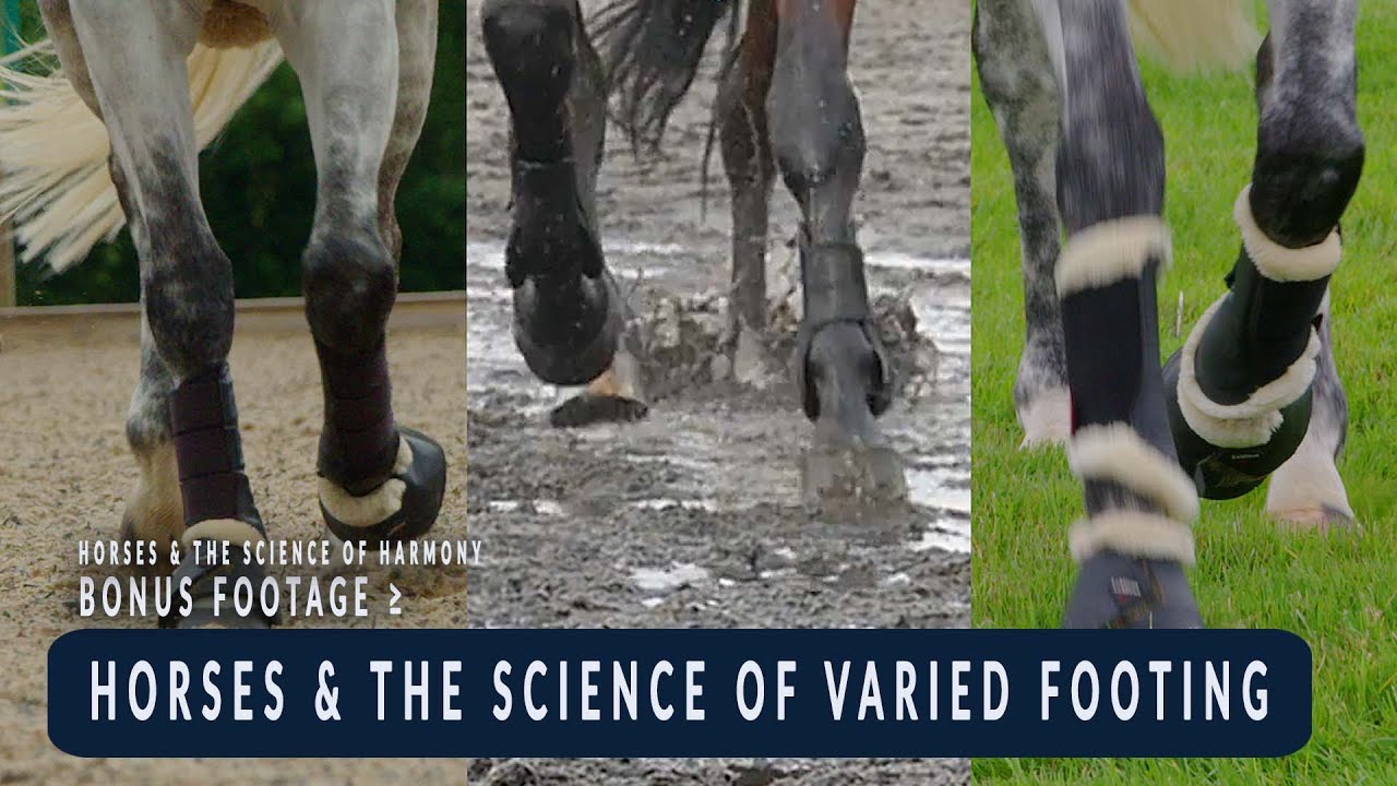 Horses and the Science of Varied Footing - BONUS FOOTAGE from Horses & the Science of Harmony