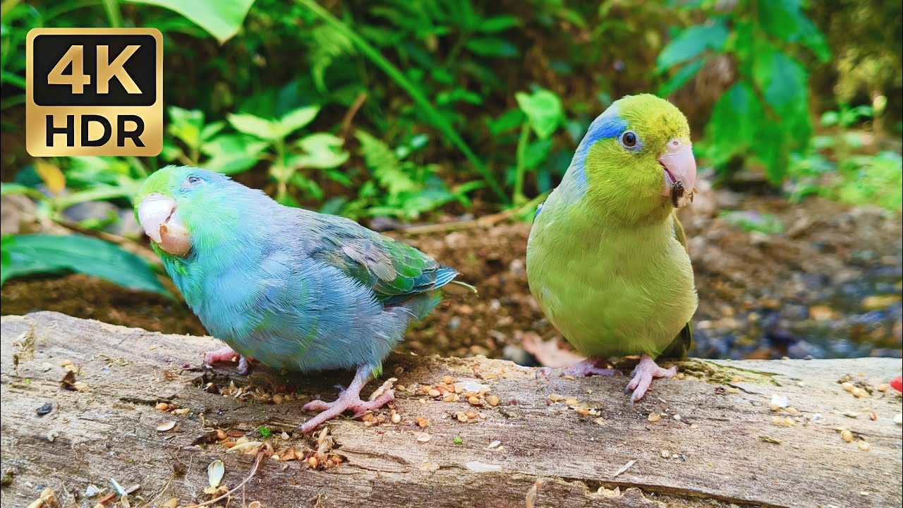 Real-Time Parrotlet Birdhouse: Peaceful Chirping & Nature Ambience