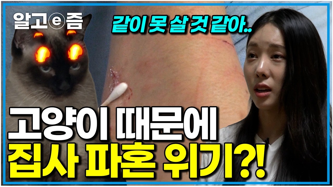 파혼 위기... 예비 신부가 고양이 때문에 짐 싸서 나간 이유｜고양이를 부탁해｜알고e즘
