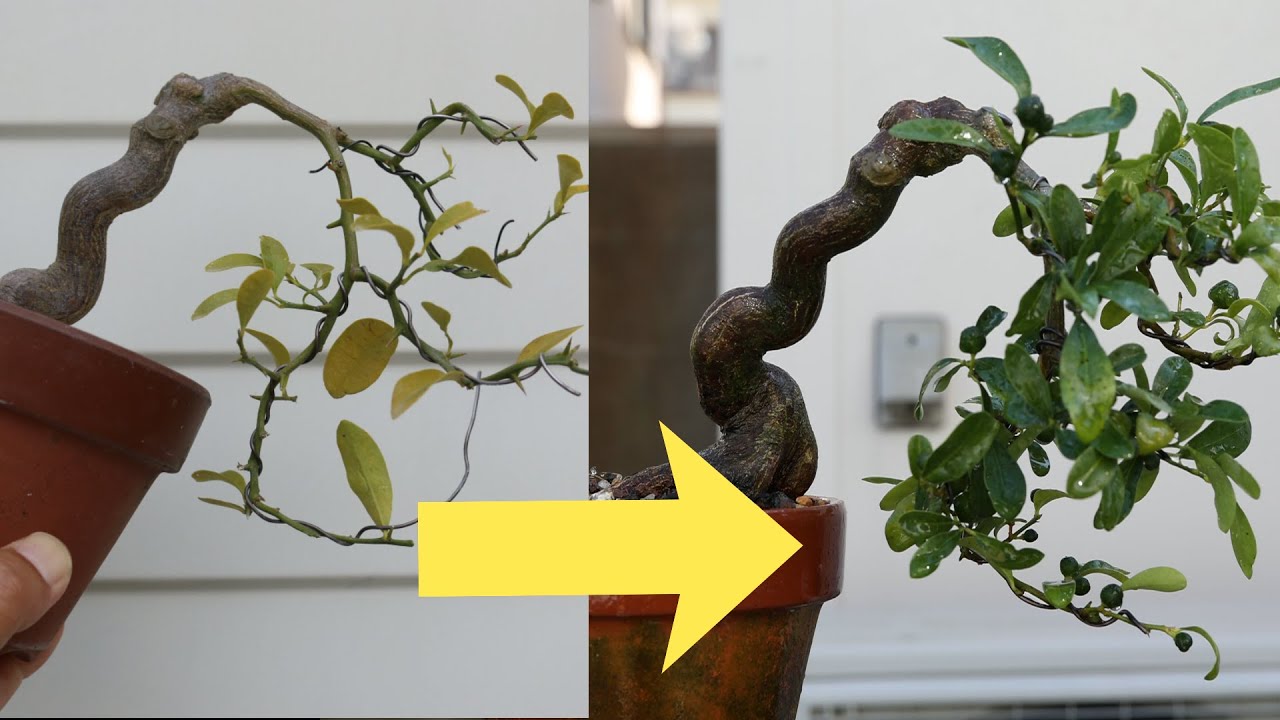 盆栽しんし　How to make Bonsai Part2