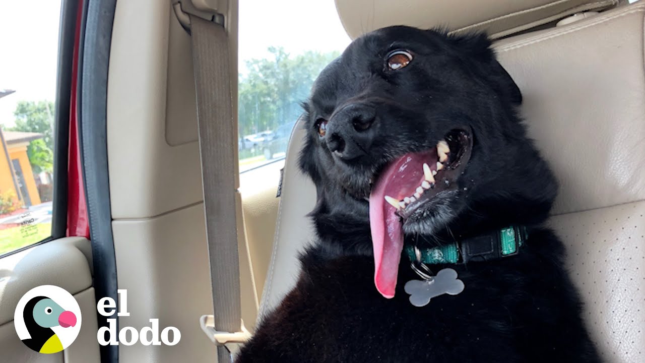 Perrita es ignorada en el parque hasta que un día... 😍 | El Dodo