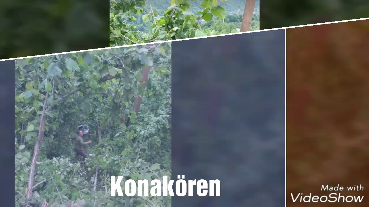 Samsun salıpazarı konakören köyü