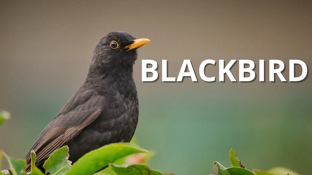 Blackbird – Danish Birds in 3 Minutes | Vilde Danmark