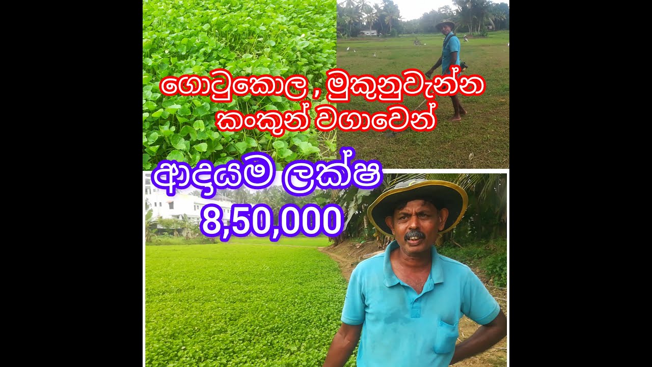 Gotukola, Mukunuwanna , Kankun ගොටුකොල , මුකුනුවැන්න, කංකුන් සාර්ථකව වගා කරන්න Gotukola cultivating