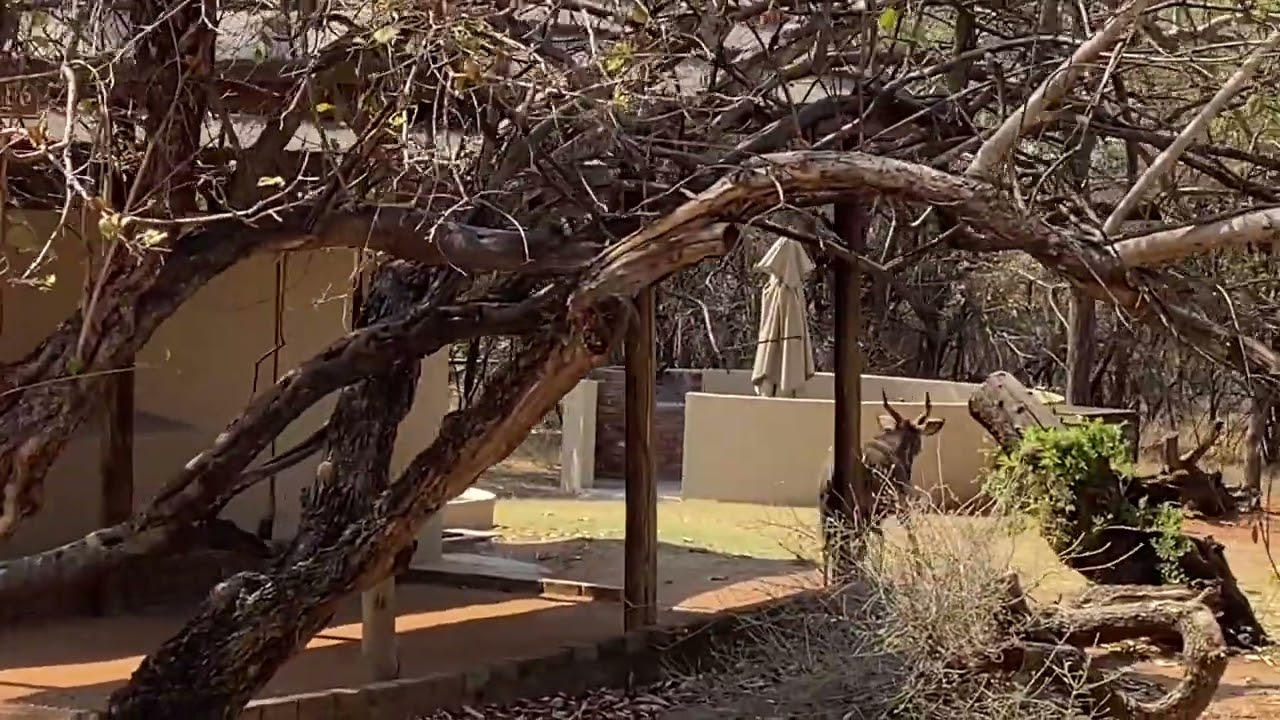 Mabula  Game Lodge  Site Animals
