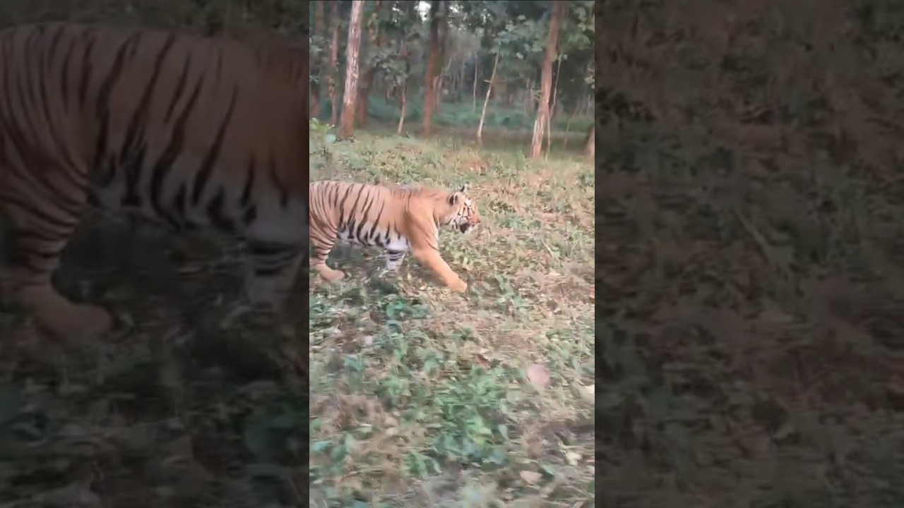 Bengal Safari Tiger 