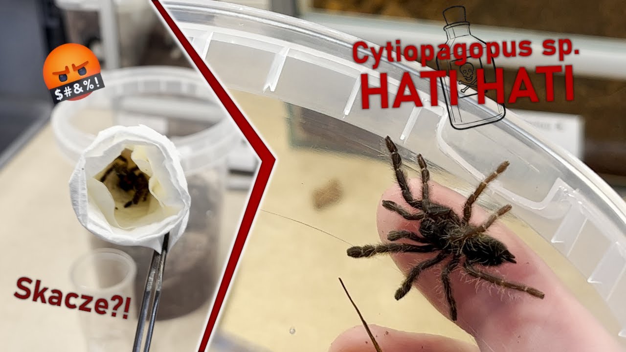 SILNY JAD W MAŁYM PAJĄKU *C. sp. Hati Hati L4*