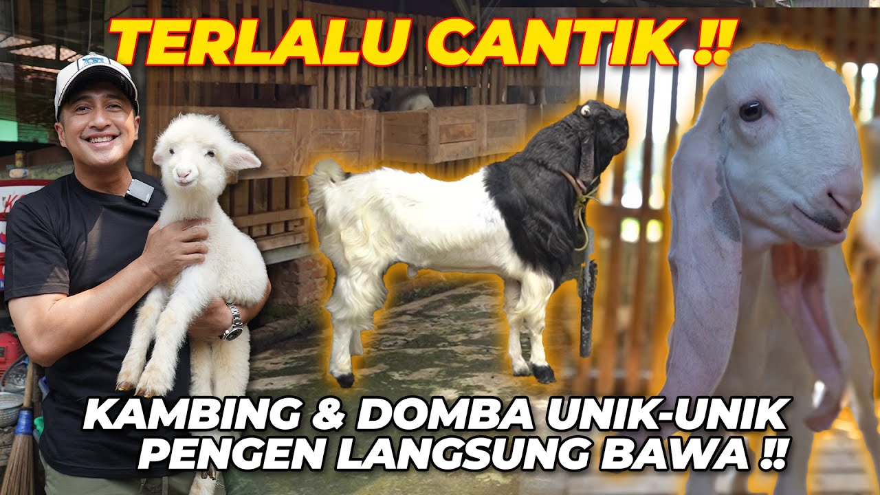 TEMEN KULIAH TERNYATA JUALAN KAMBING LUCU..!!