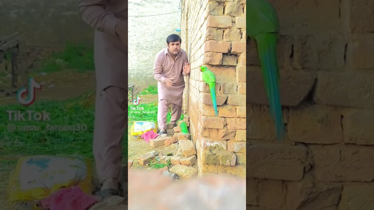 Parrot catching #ytshorts #parrots #catching #villagelife