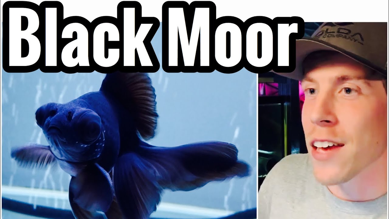 Black Moor Goldfish Care (Tank Setup)