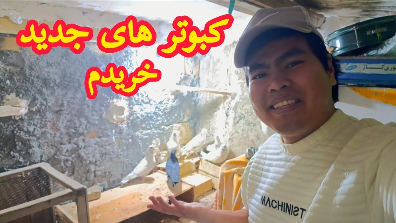 ولاگ خرید کفتر | خرید کبوتر 🕊️
