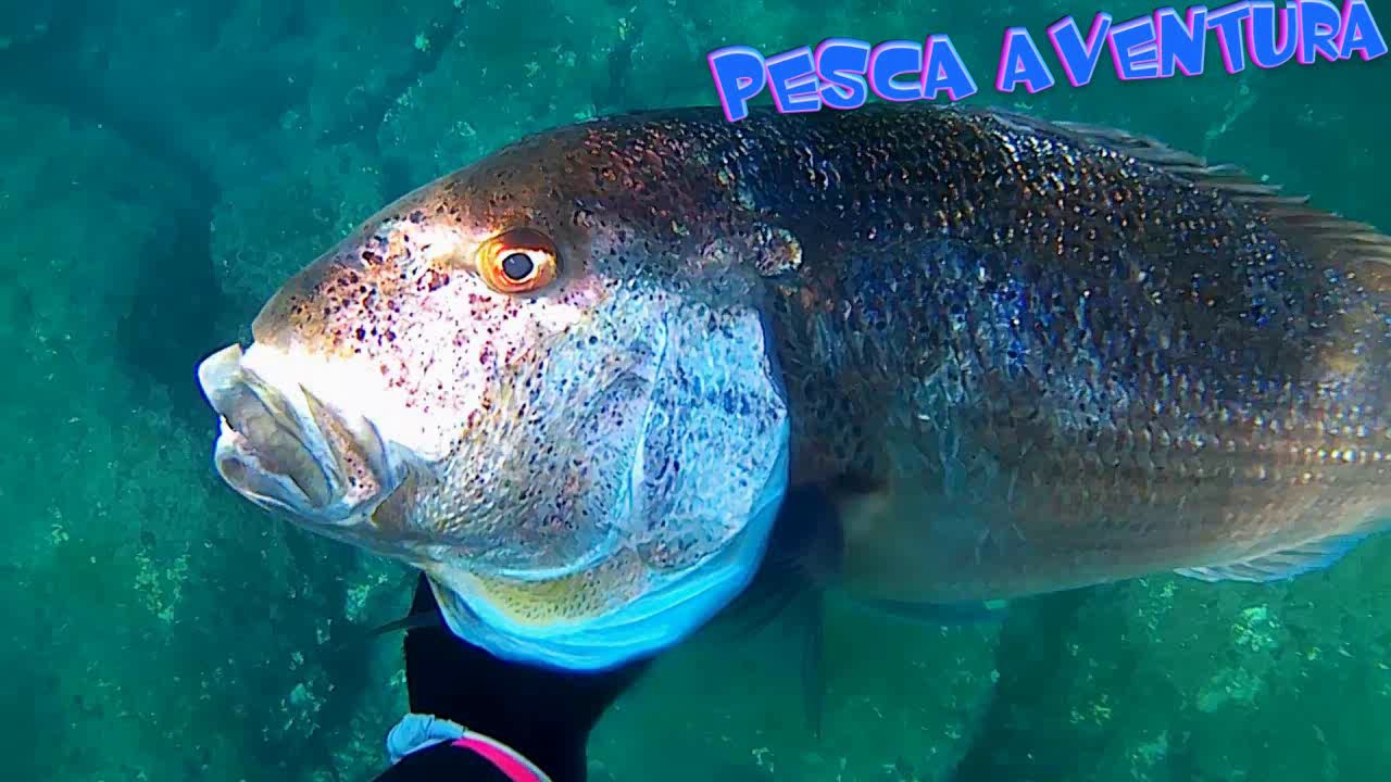 Pesca submarina de Denton XL Mallorca.