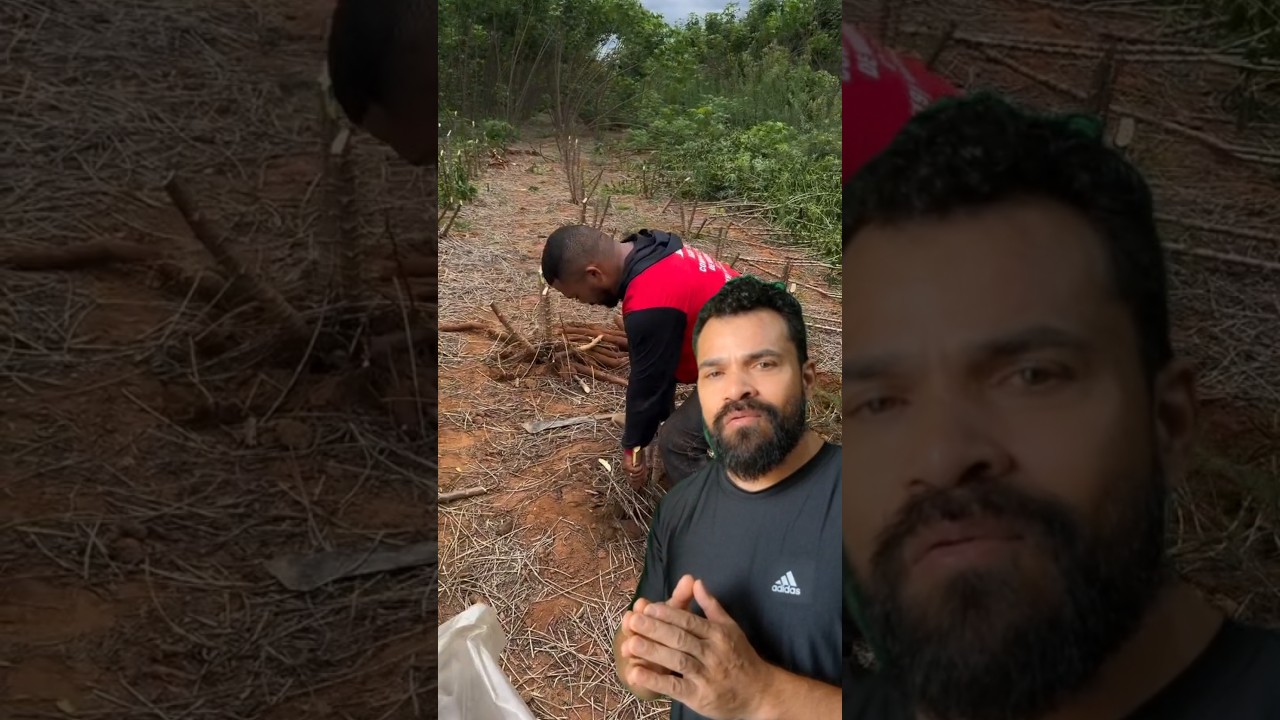 Produ&ccedil;&atilde;o de Mandioca no Brasil: Agricultura Familiar, Curiosidades e Mercado Rural