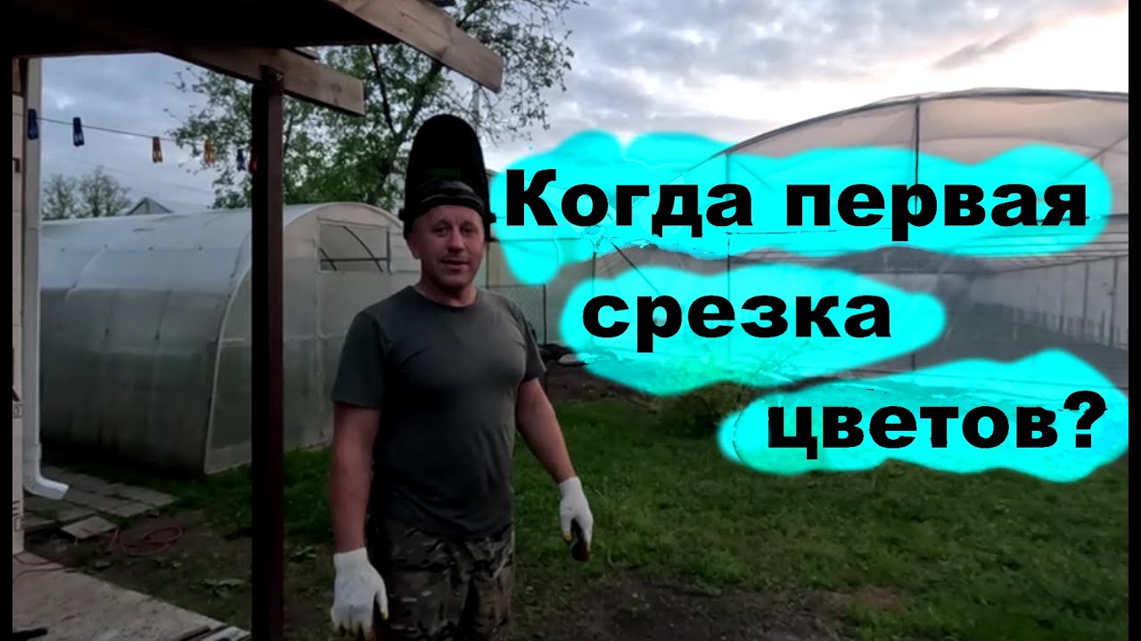 #256 Подготовка к срезке первого урожая цветов.