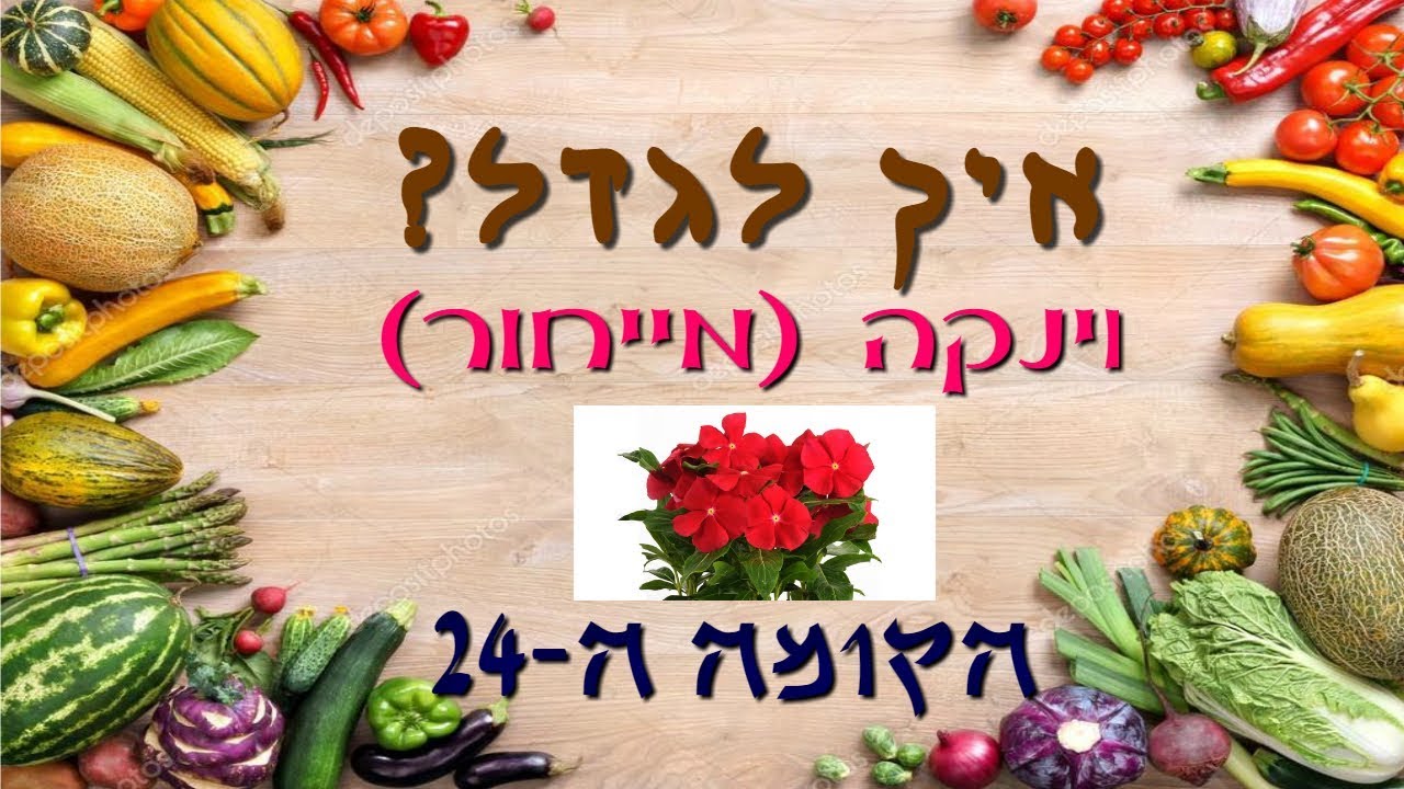איך לגדל וינקה (מייחור)?