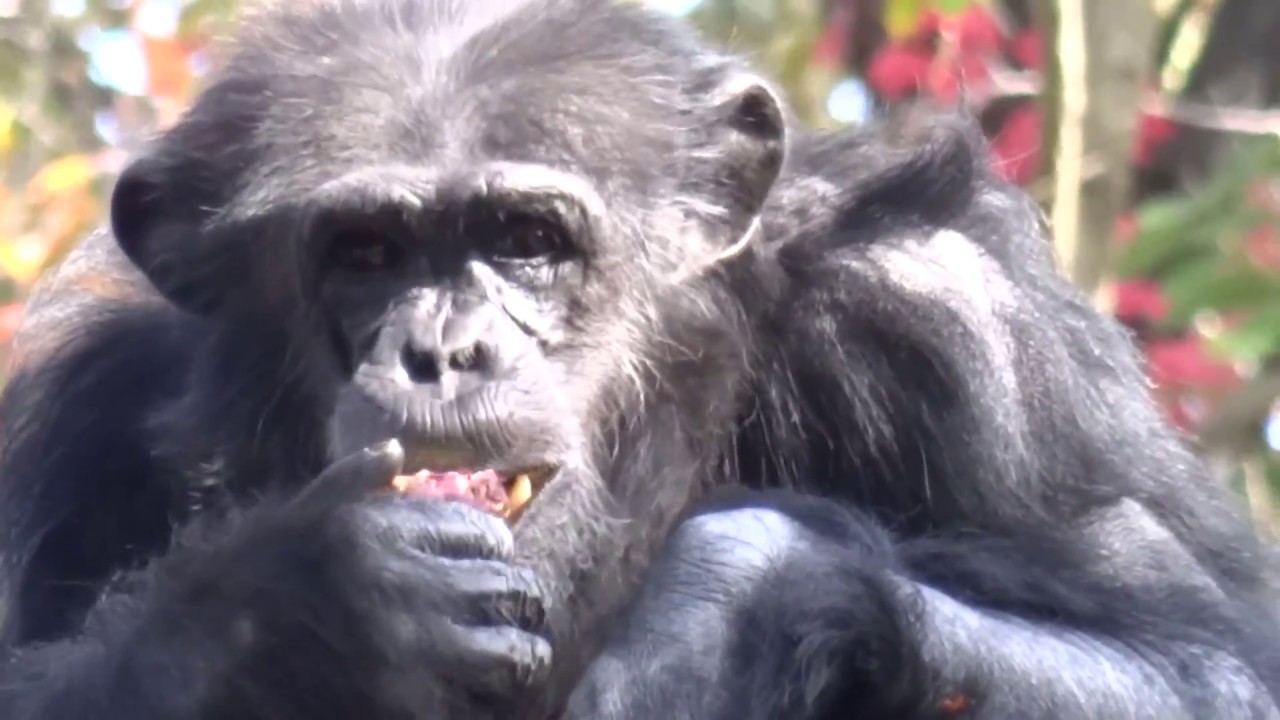 Nov 2017 Chimps at Higashiyama zoo