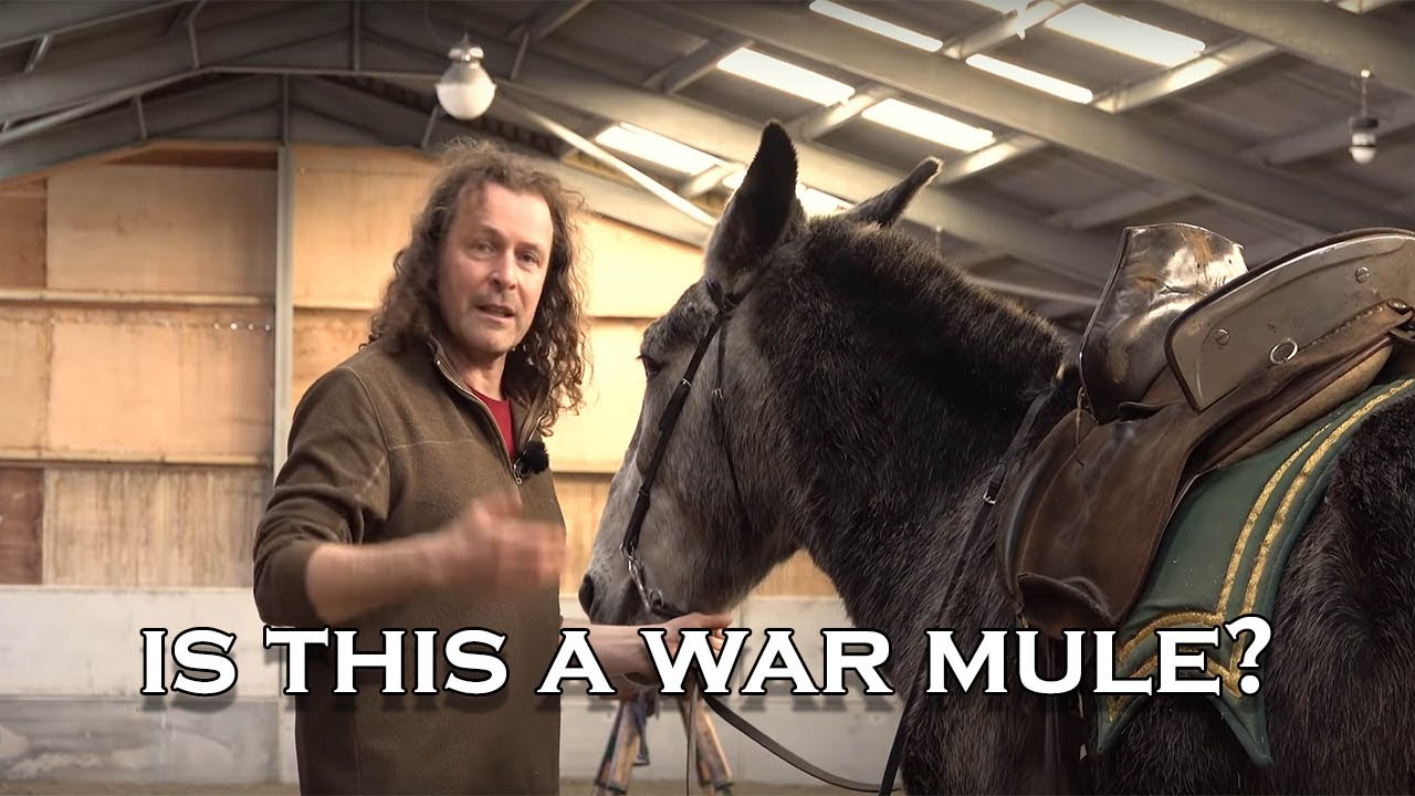 Training a mule for medieval war