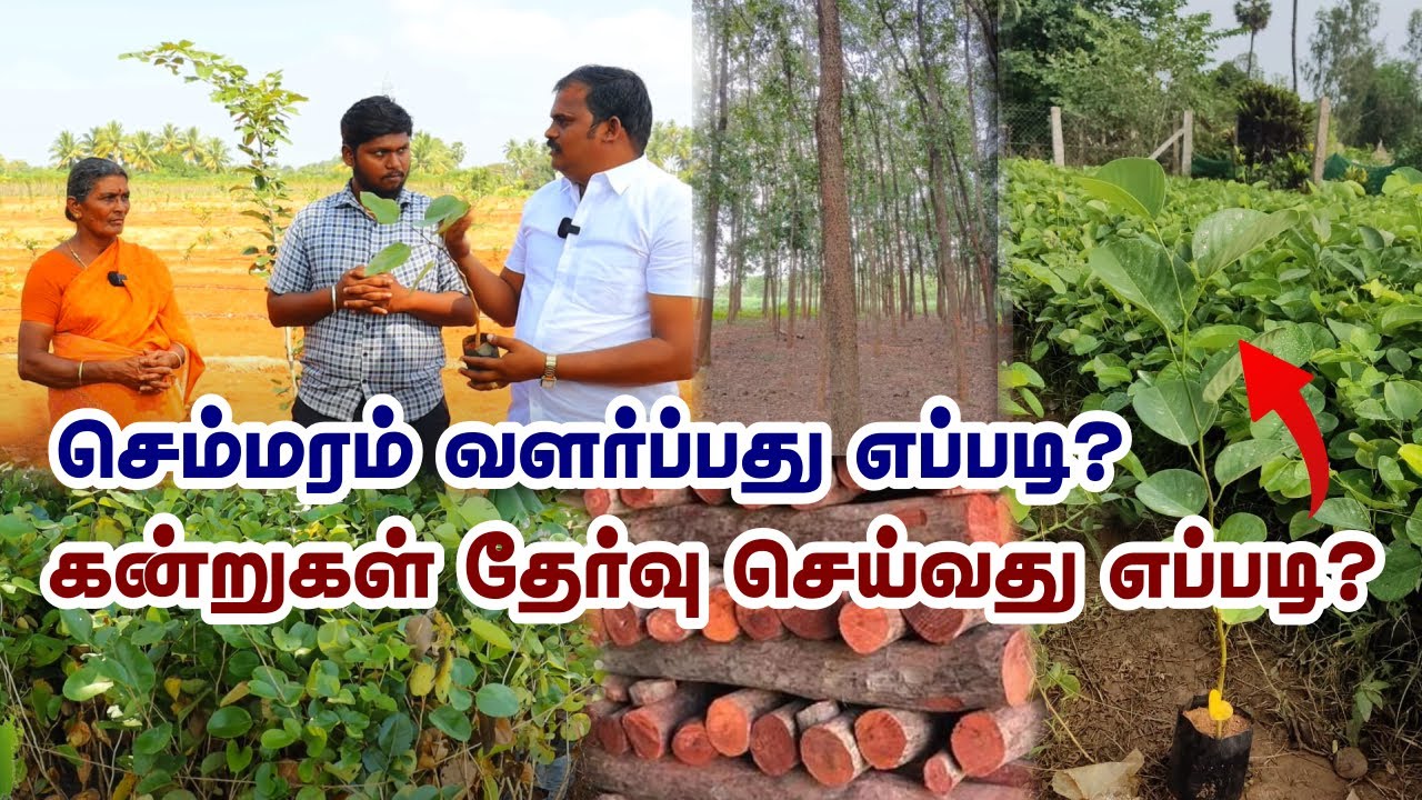 உண்மையில் செம்மரம் வளர்ப்பில் கோடிகளில் லாபம் கிடைக்குமா| தங்கத்துக்கு நிகரான செம்மரம்  | Red Sandal