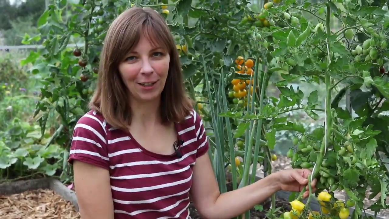 Tomato review of 7 varieties - with tasting!