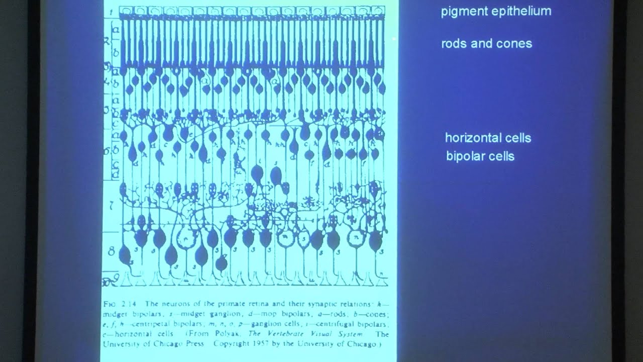 2. Basic layout of the visual system and the retina