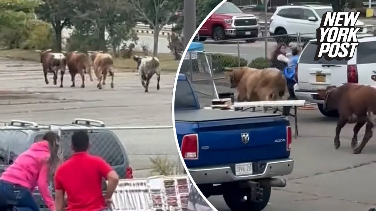 8 rodeo bulls escape mall pen and trample through Mass. residents’ yards — with 1 still on the loose