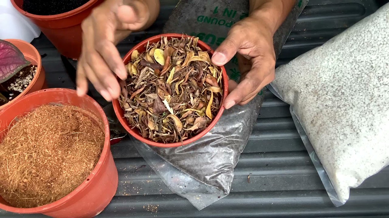 Cara Tanam Keladi Supaya Hidup Subur - Medium Terbaik