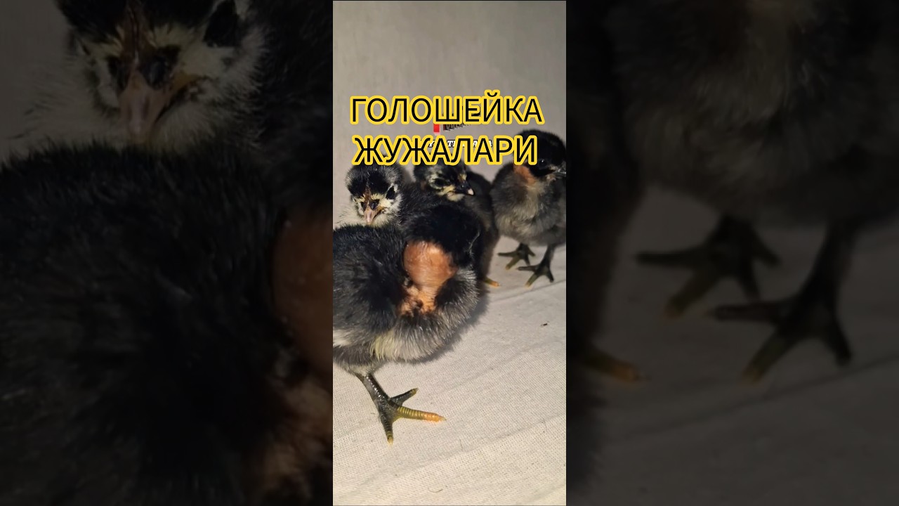Голошейка Жужалари @GayratBaraka #nakednecks #shorts #голошейка #juja #viralshorts