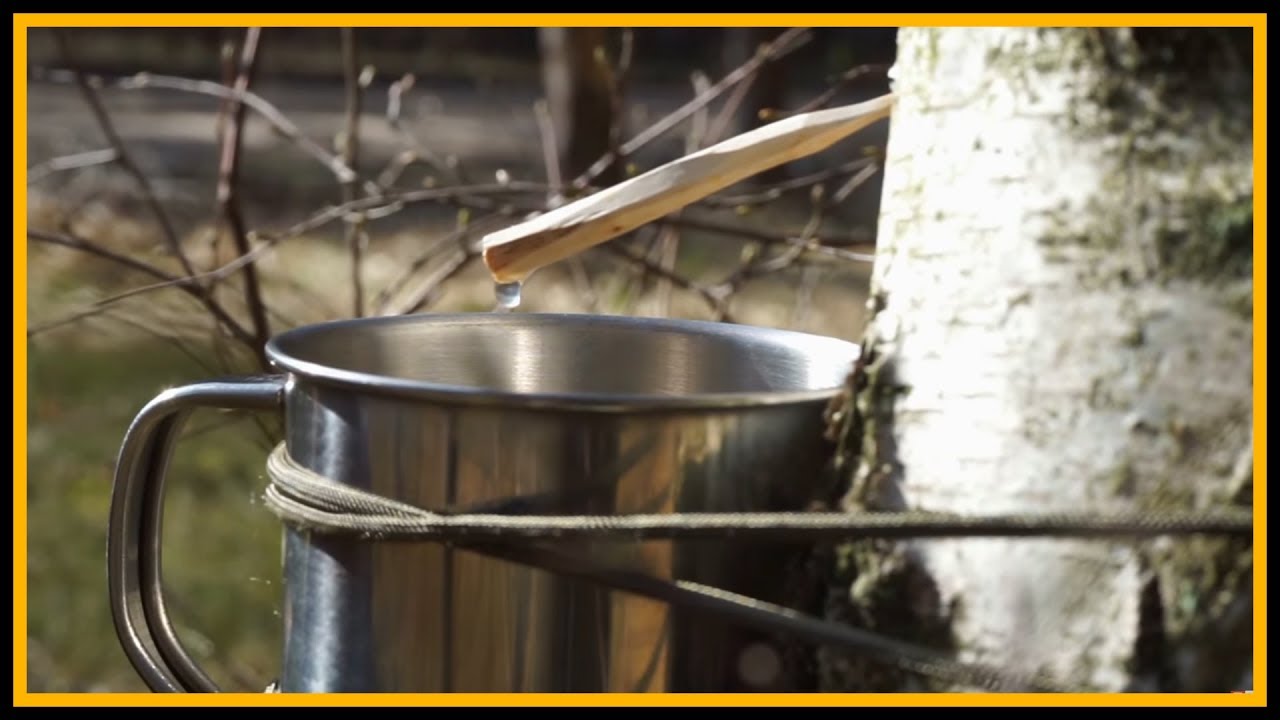 Birkensaft zapfen - Outdoor Bushcraft Deutschland