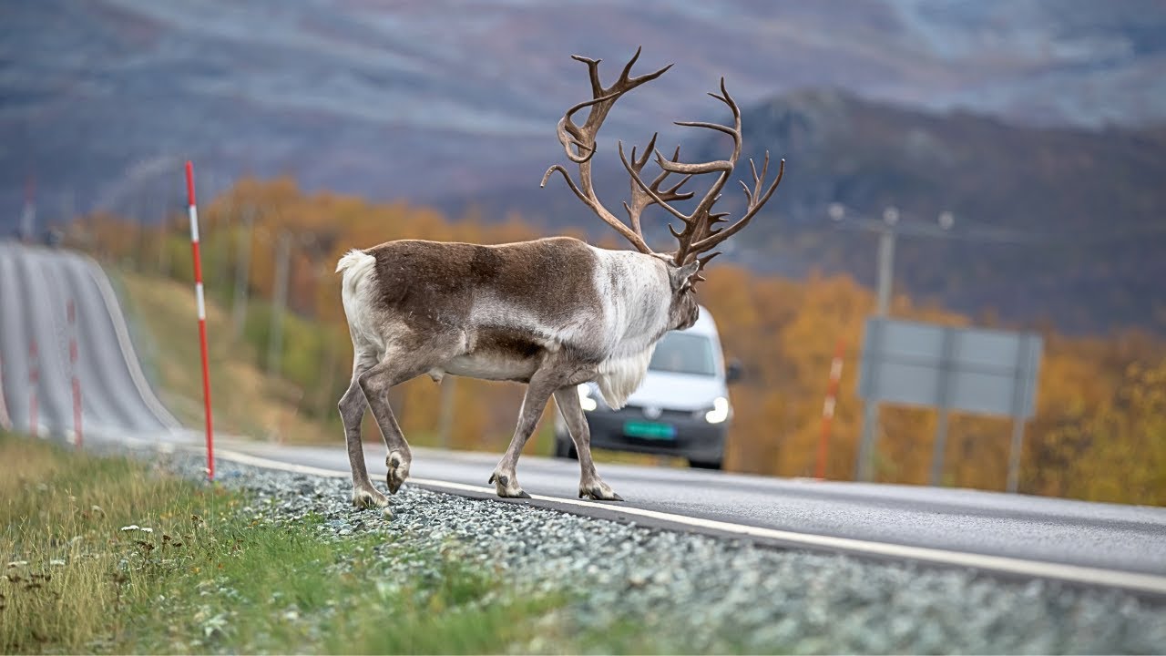 Caribou Migration Secrets In The Arctic Wilderness