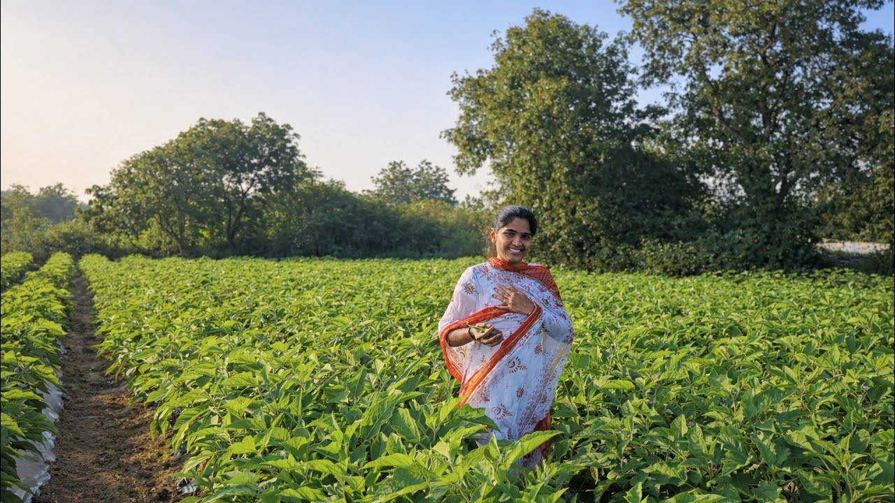  ఇన్ని కూరగాయలు పండిస్తున్నాం😱😇 village lo 😍#vegitables#vlog@Jhanseetalks 