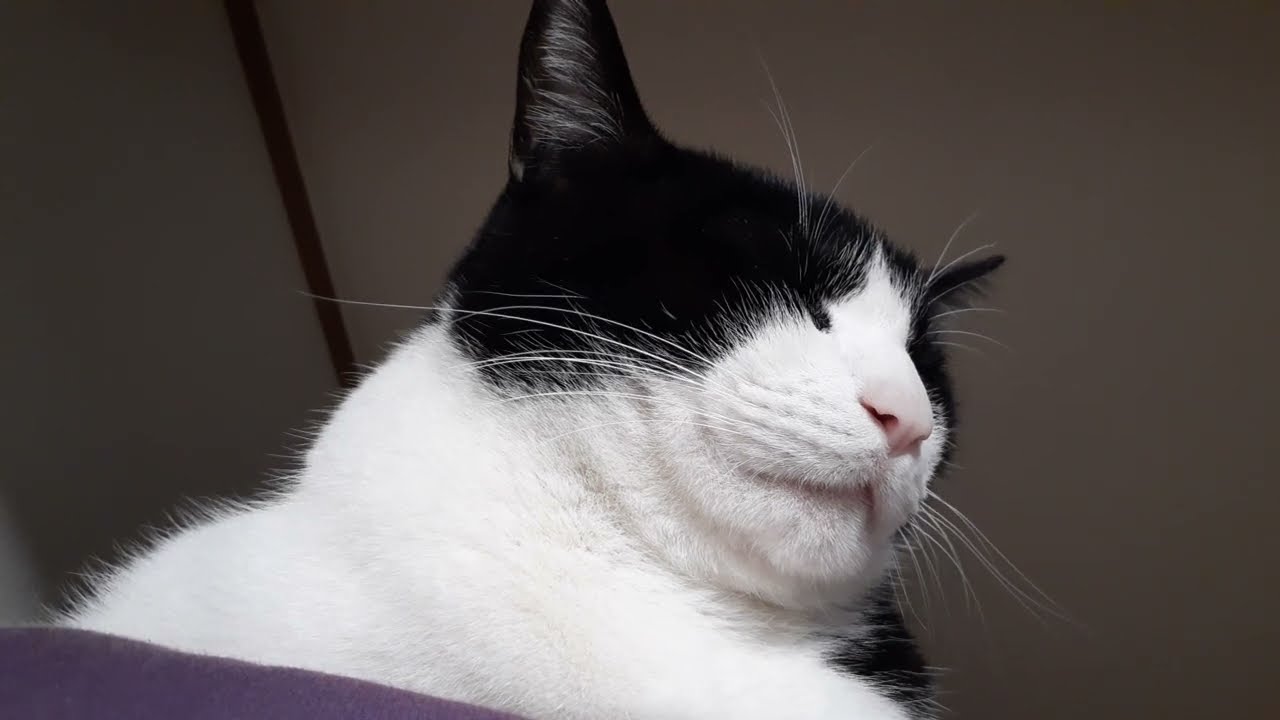 猫の寝顔を観察するだけの動画