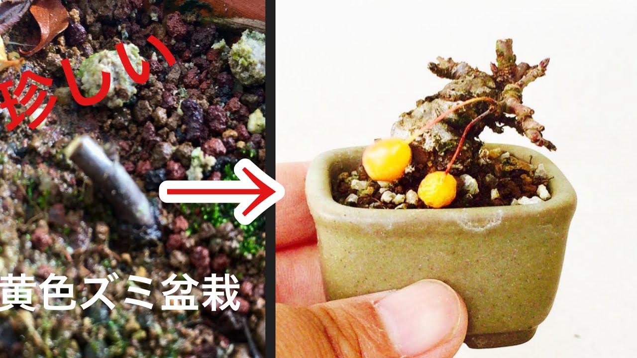 えっ！！これが枝から5年目で完成する豆ズミ盆栽【黄色い実】・何度も切り戻しをして小さく仕立てる・生産者小品盆栽職人やじま園＠盆栽タネ