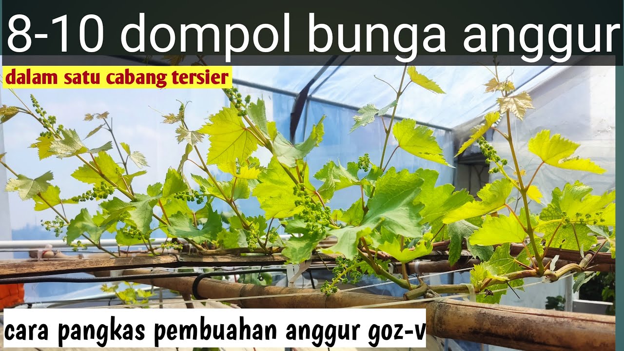 Cara pangkas pembuahan anggur gozv 99%berhasil