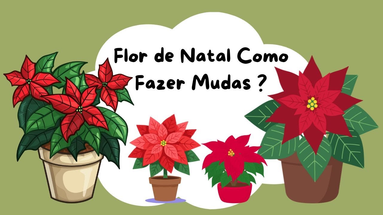 Flor de Natal Como Fazer Mudas: O Truque Simples Que Nunca Falha