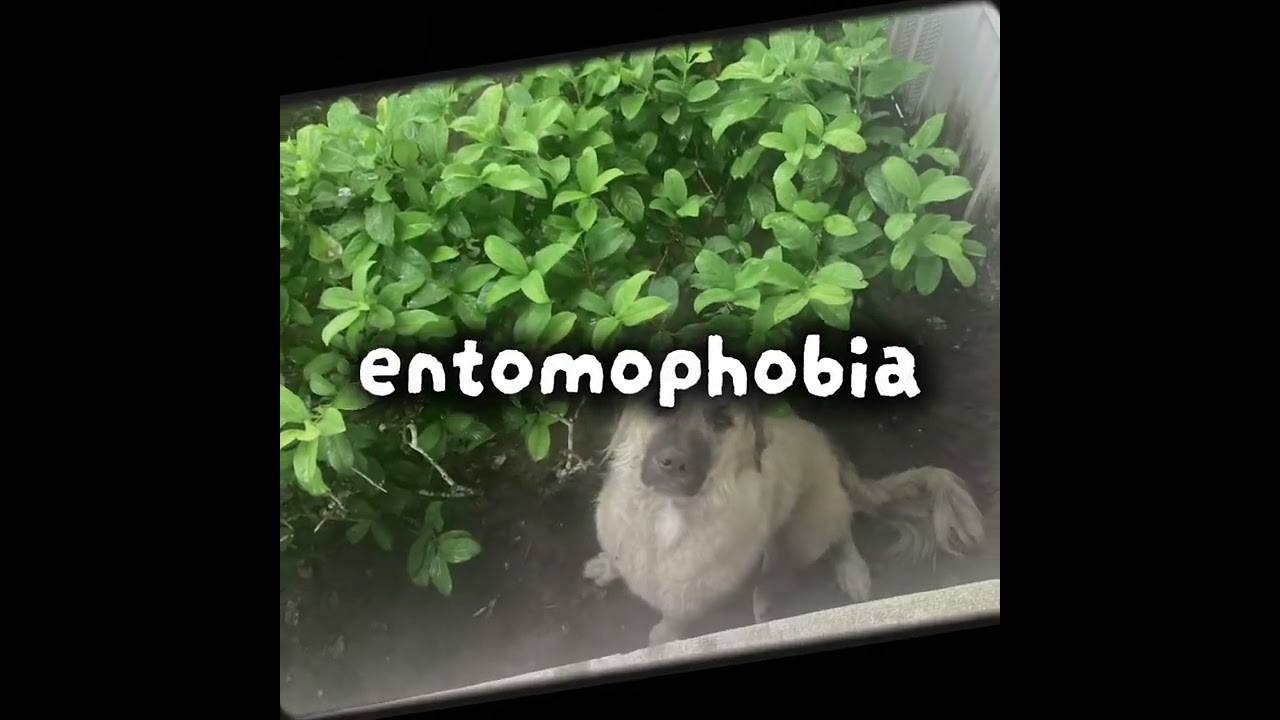 Phobias I have + their meaning || #shorts #phobias #fyp #edit #capcut