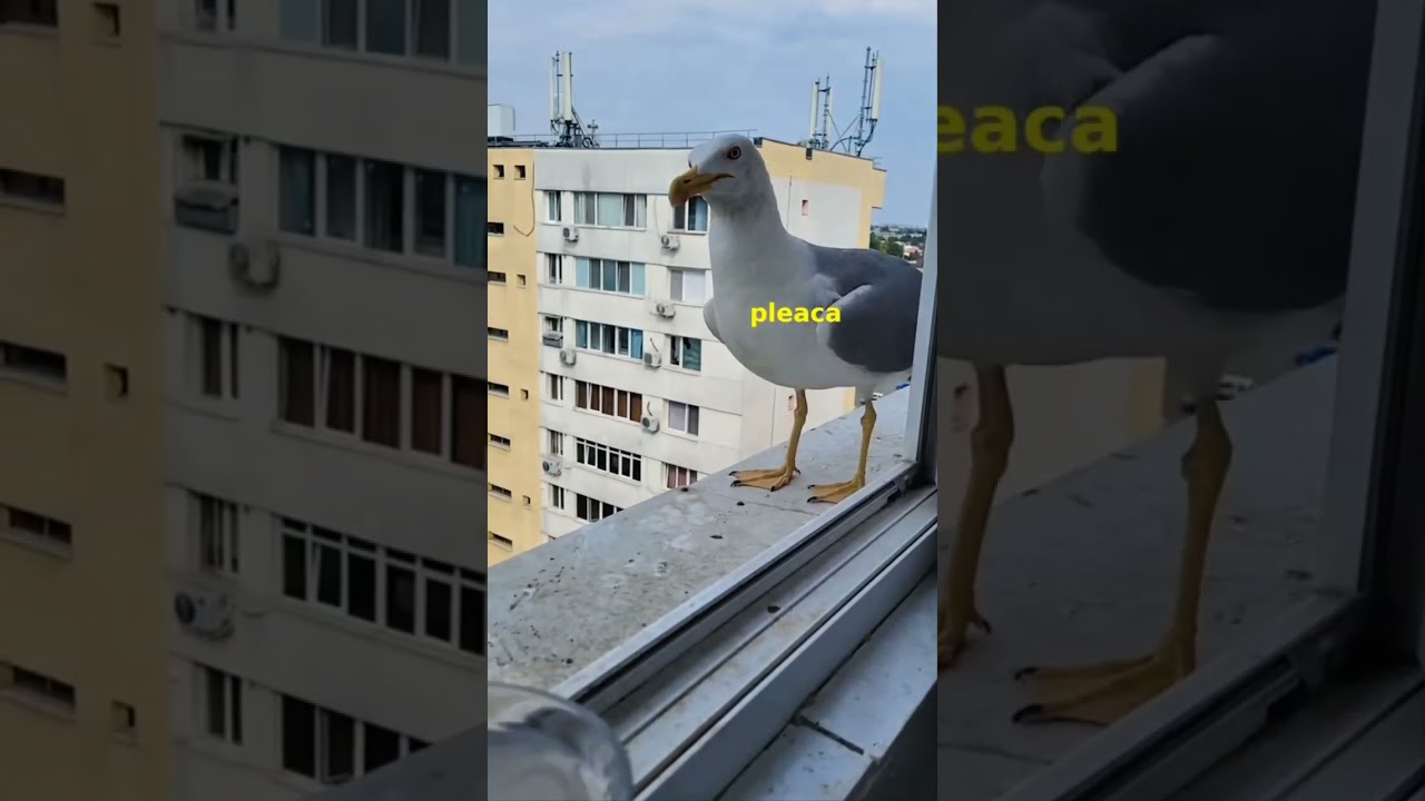 Seagull core#seagulls #youtubeshorts  #fyp #animals #cute