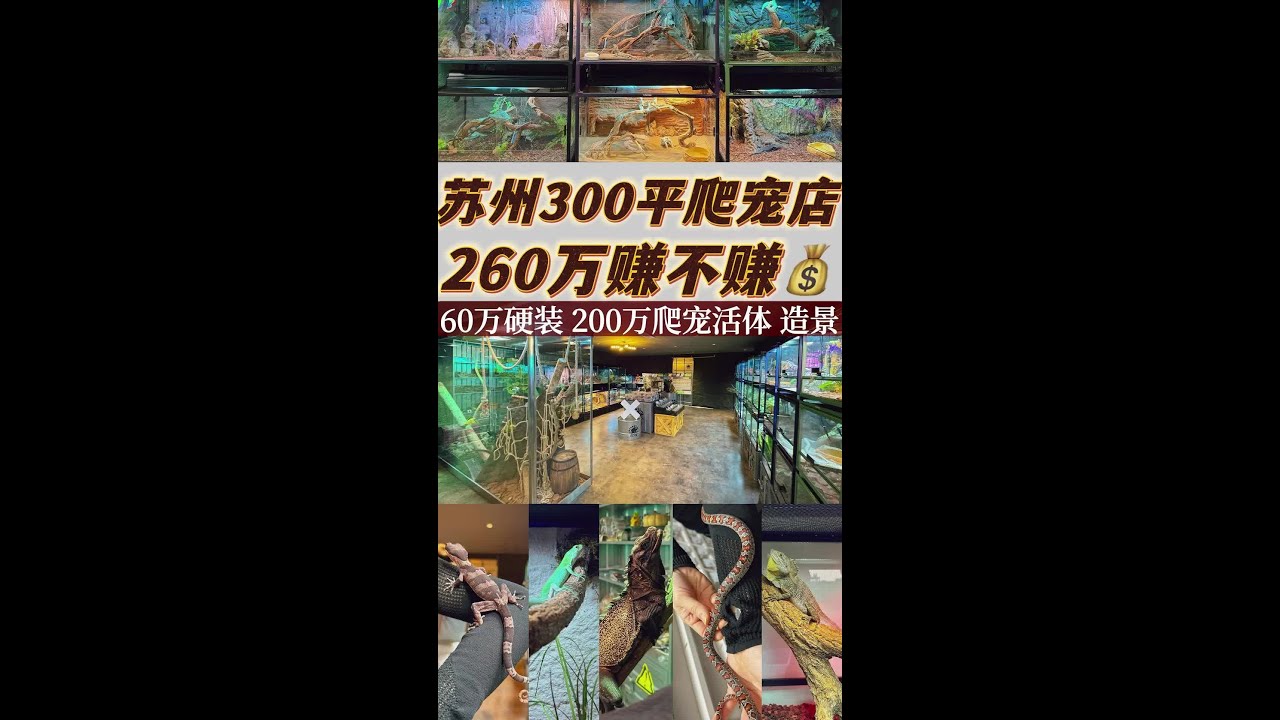 苏州300平 260万爬宠店赚不赚钱 #爬宠 #爬宠店 #异宠 #宠物业观察员 #發乐宠物世界