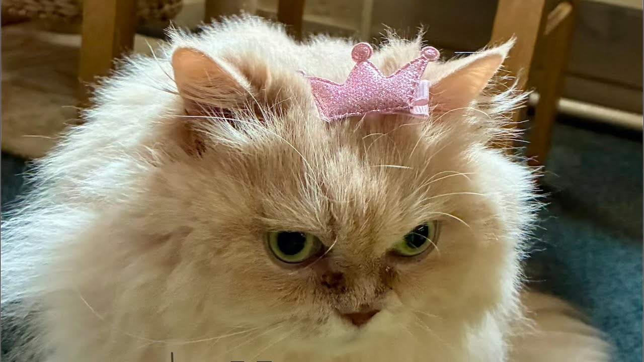 Meet Meghan: From Rescue to Pampered Queen 