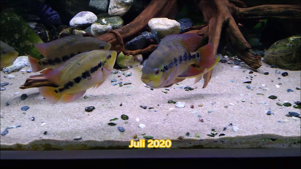 Amphilophus Lyonsi growing