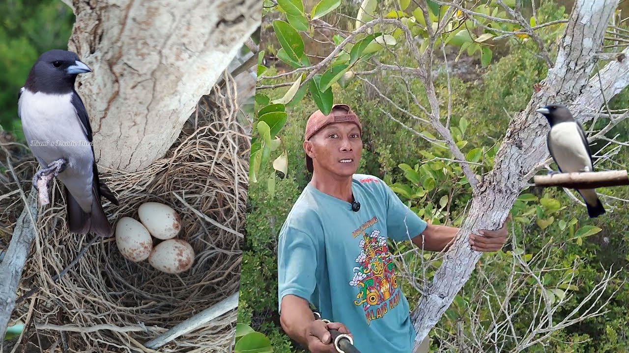 Cari Sarang burung baru kali ini menemukan sarang burung ini bersarang di pohon yang tinggi