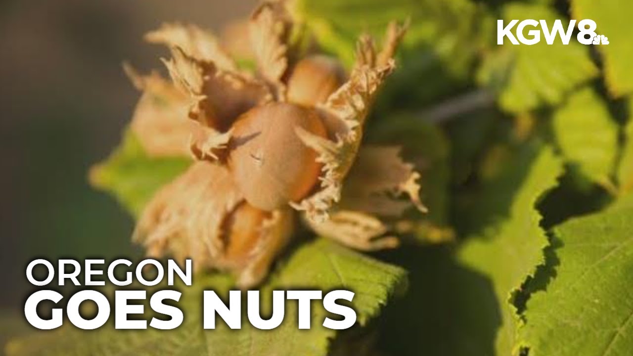 Nearly 100,000 acres of farms put Oregon at the top of the hazelnut industry