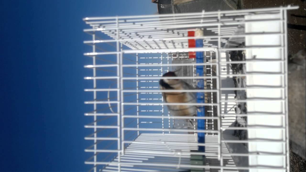 Goldfinch (stiglica) pesma Kumanovo- Nenad