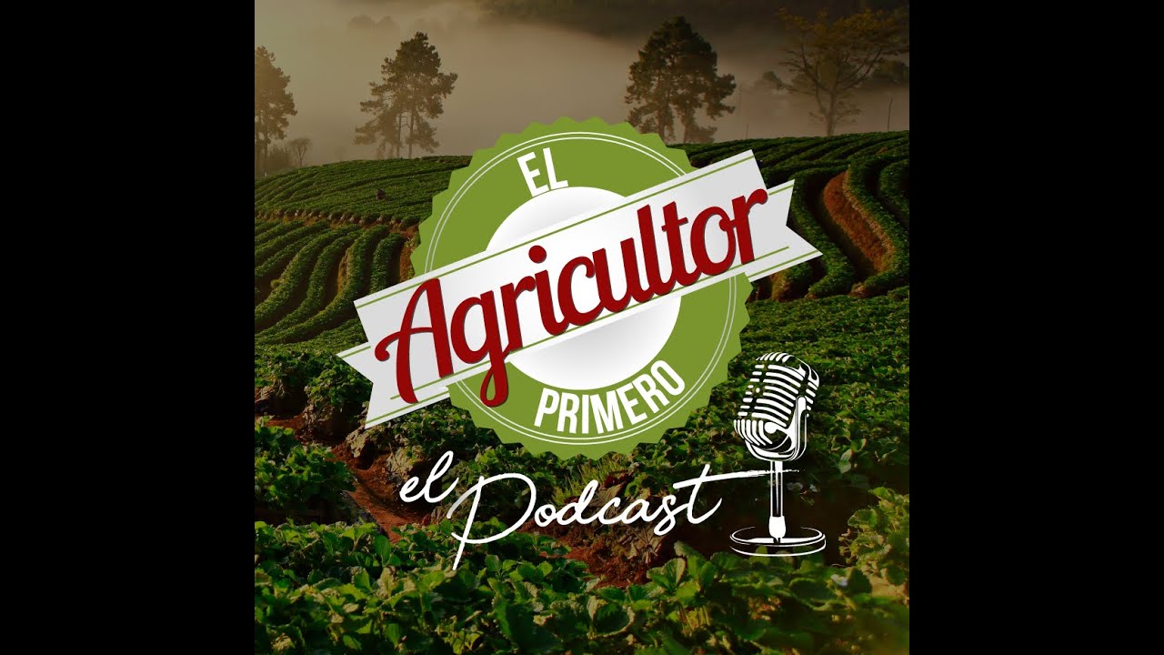 ¿Qué es la evaluación de riesgo en abejas y por qué es importante?