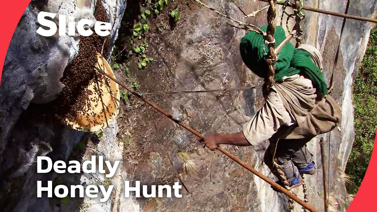 Giant Bees & Deadly Heights: A Kid Hunts Honey in the Nepalese Himalayas | SLICE